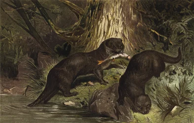 Otter